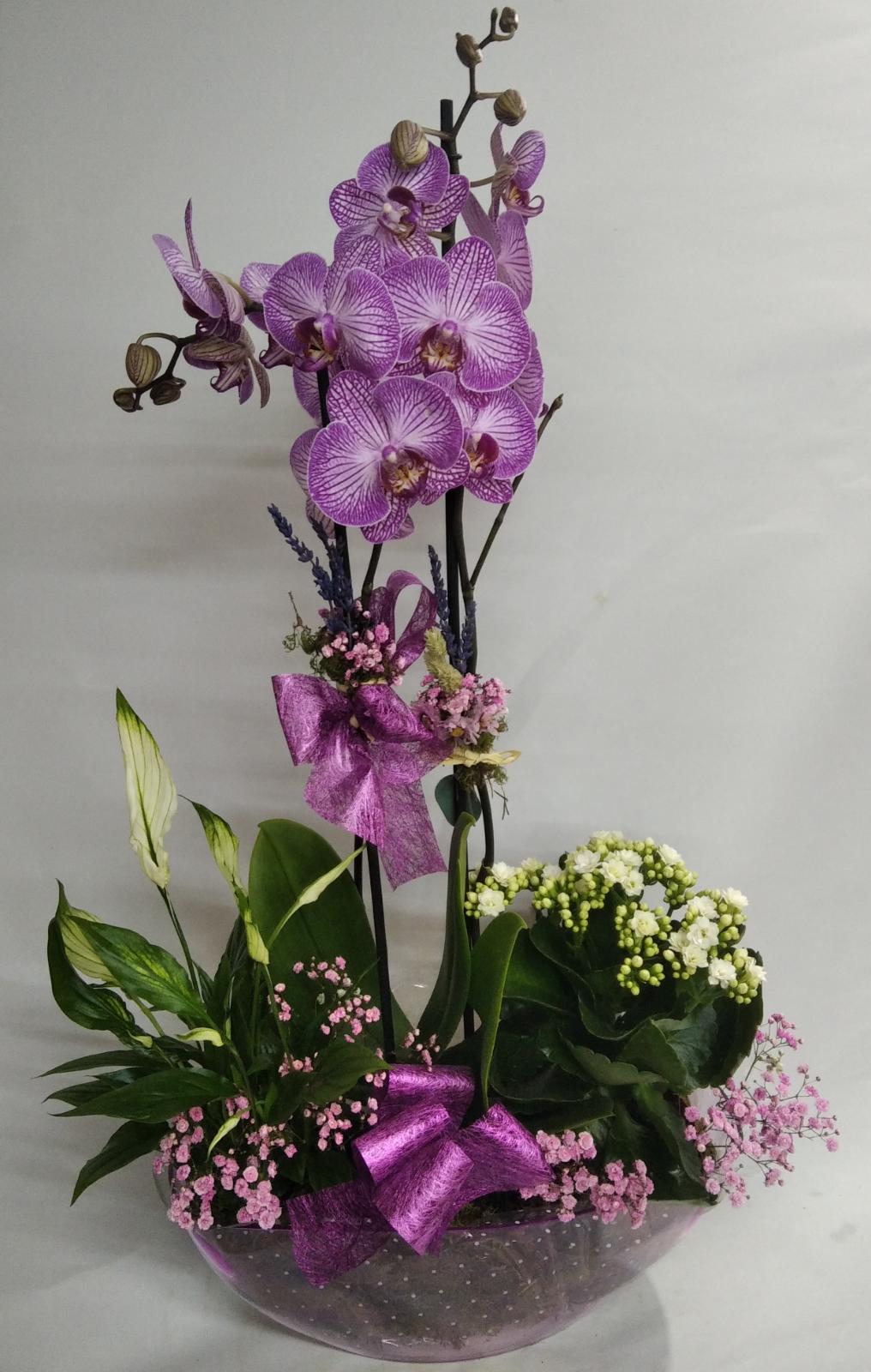 BASE CON ORQUIDEA Y PLANTAS NATURALES. – Flores Marbid