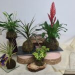 Kokedama